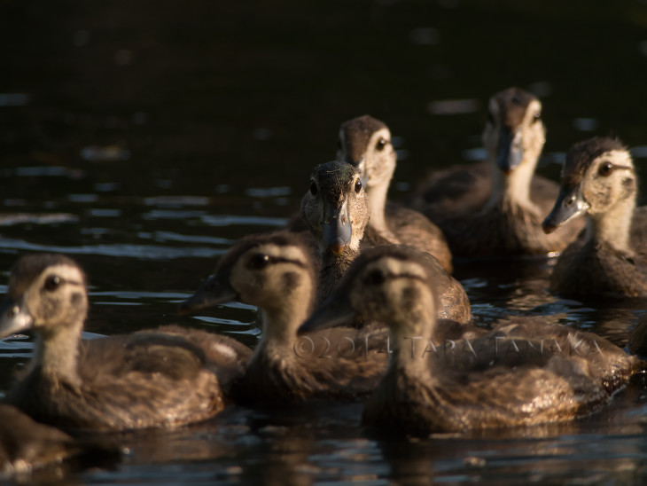 Digiscoping with the Panasonic GH4 & Swarovski Optik scope – An ...