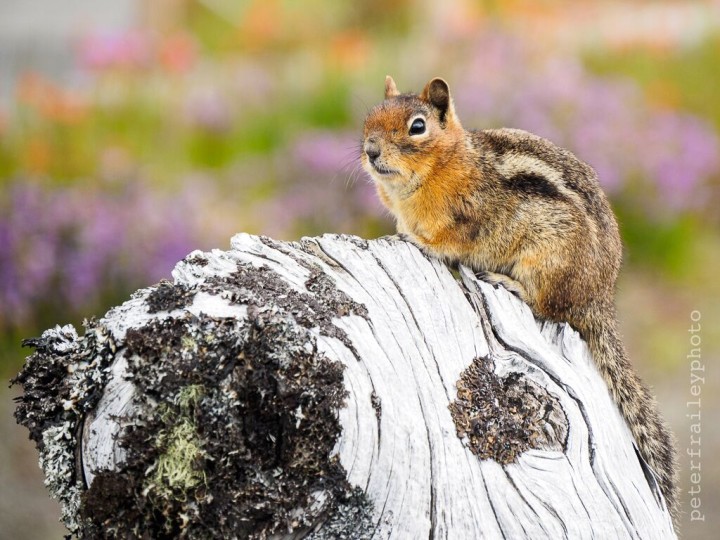 “Golden Mantel Ground Squirrel at Mount Saint Helens” 1/400, F5.6, ISO 200, @140mm