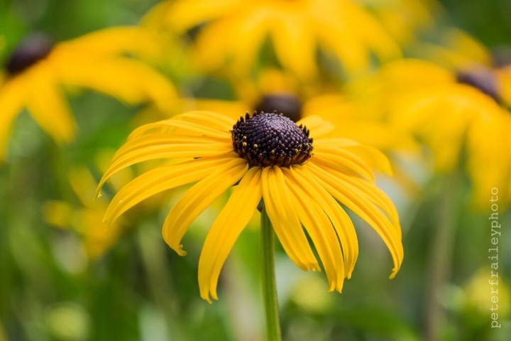 “Brown Eyed Susan” 1/400, F5.6, ISO 400, @125mm